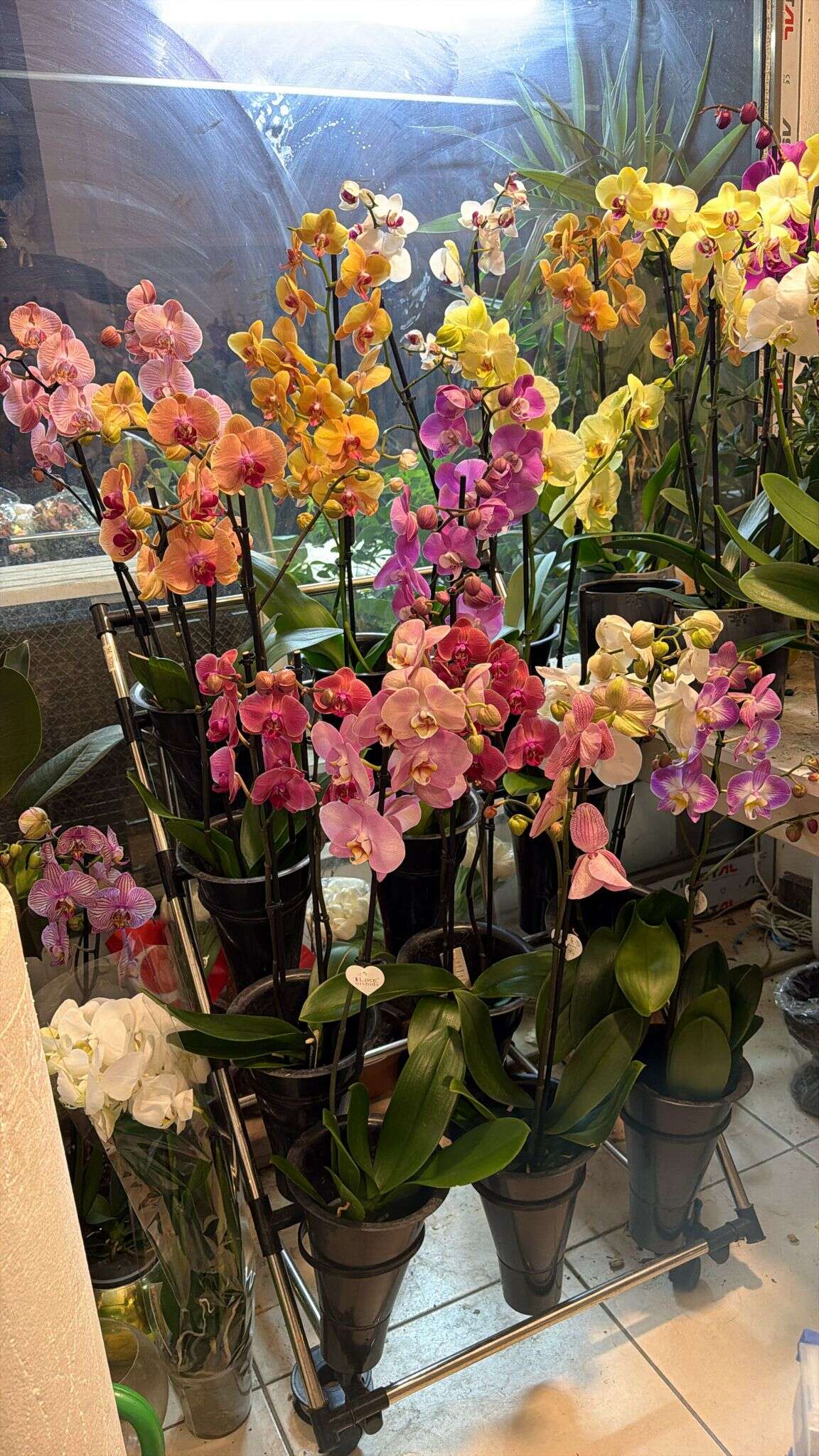 Öğretmenler Günü Öncesi Muğla'da Çiçekçilerde Yoğunluk: Karanfil ve Orkide Zirvede 5